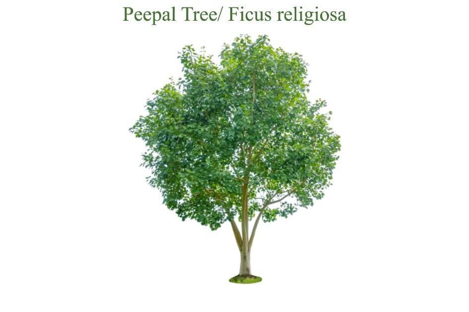 Peepal Tree (1)
