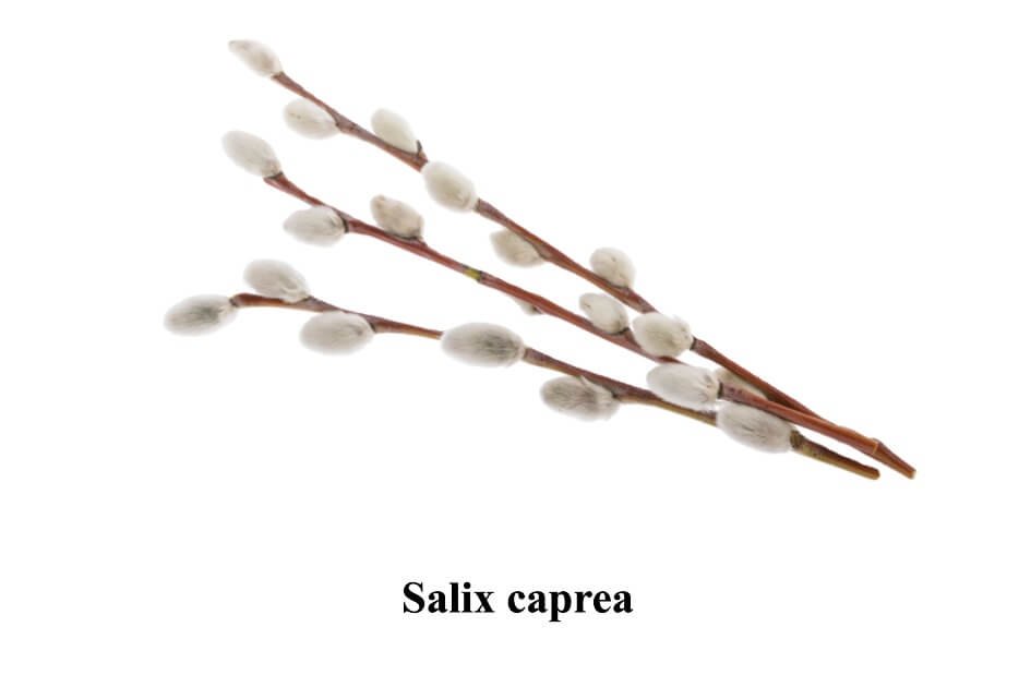 Salix caprea in urdu (2) (1)
