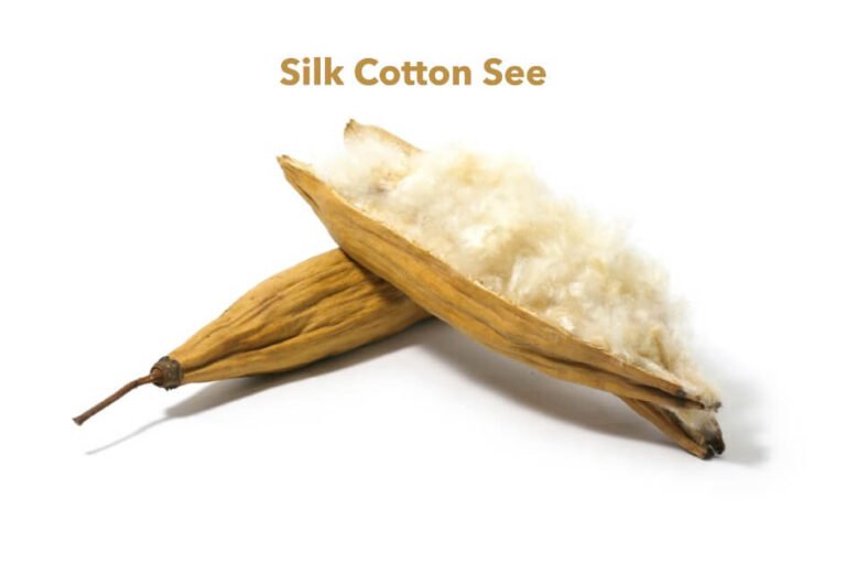 Silk Cotton Seed in urdu (1)