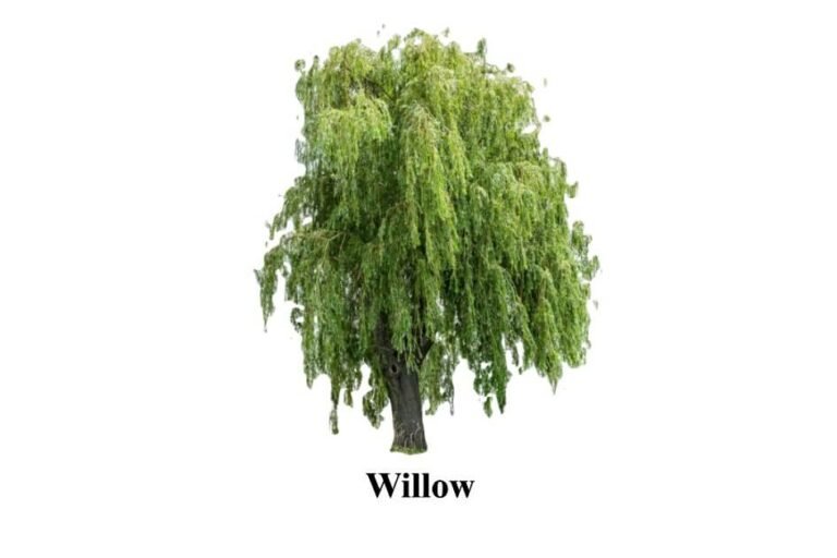 Willow in urdu (1)