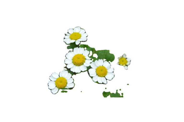 بوزیدان/ Pyrethrum root/ Tanacetum umbelliferum