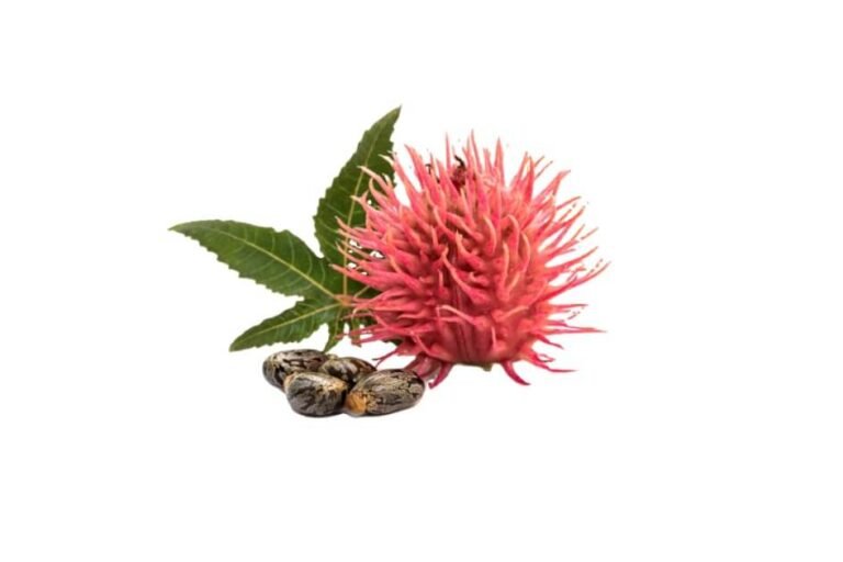 بیدانجیر/ Castor oil plant/ Ricinus communis