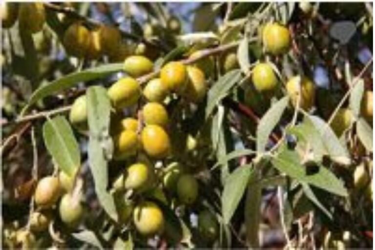 Diospyros ebenum/ Ebony