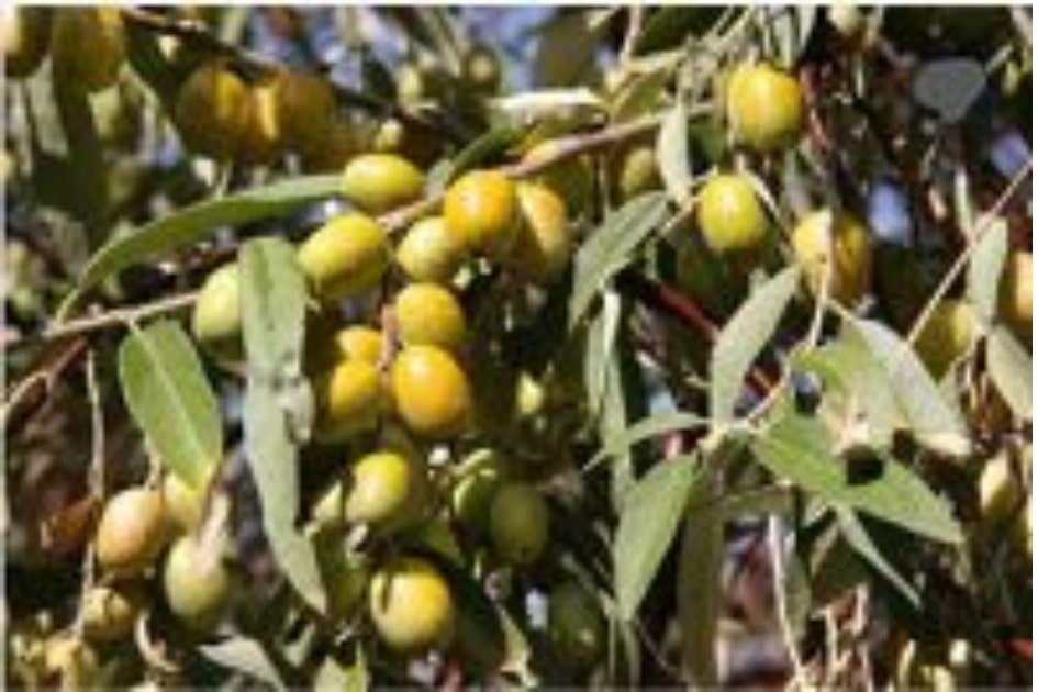 Diospyros ebenum/ Ebony